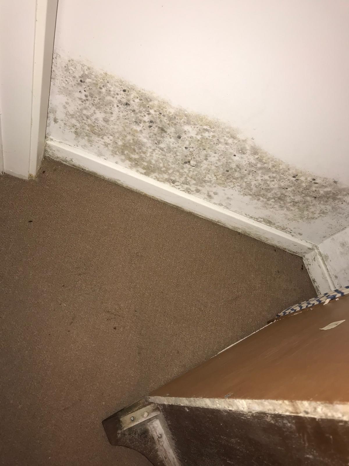 Mold Removal Pros