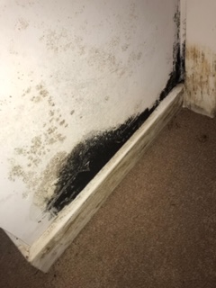 Mold Removal Services