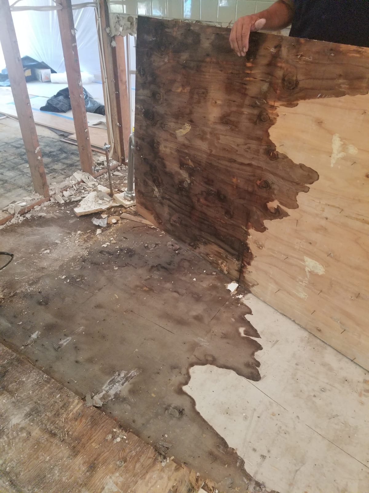 mold-in-basement