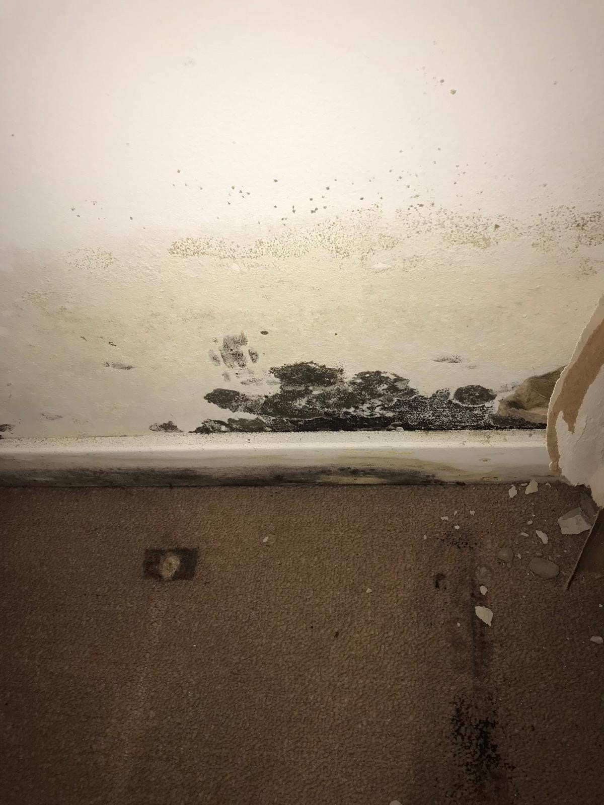 Long Island Mold Removal Pros